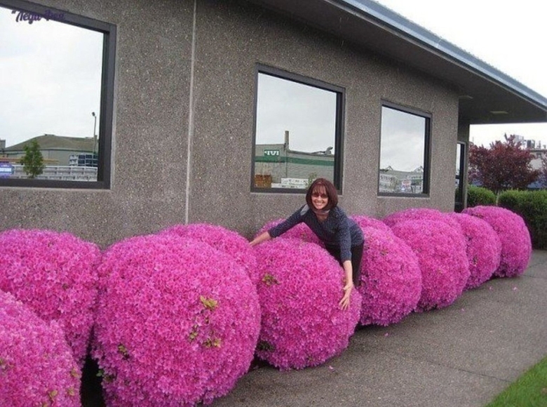 Крупные цветы для сада