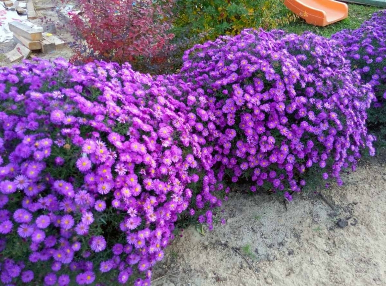 Астра кустарниковая многолетняя