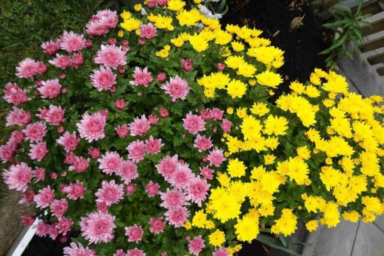 Хризантемы мелкие кустовые садовые