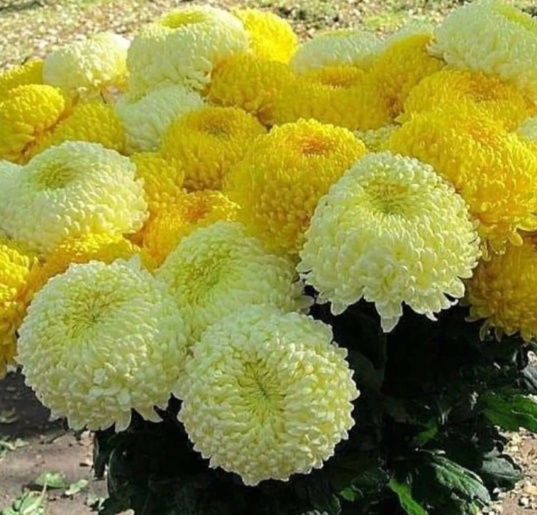 Астра помпонная Элизабет жёлтая