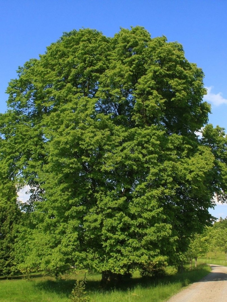 Липа крупнолистная Tilia platyphyllos
