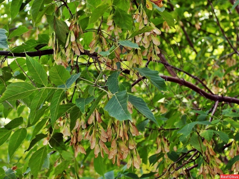 Клен американский ясенелистный