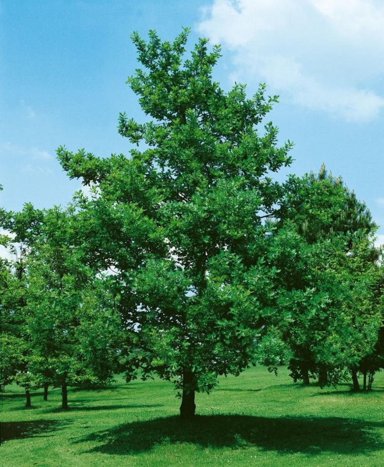 Дуб черешчатый quercus robur