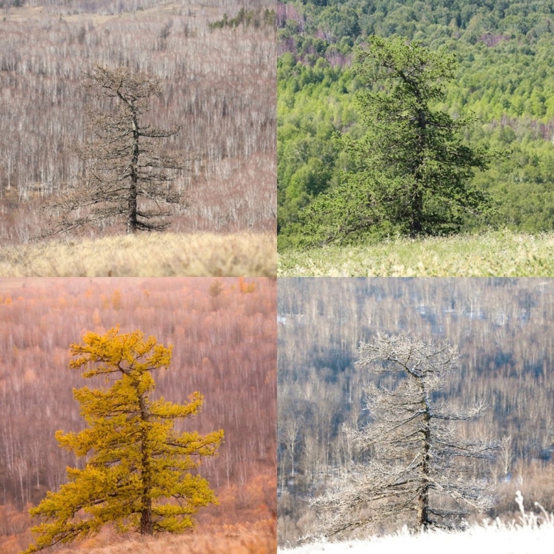 Хвойные деревья Урала