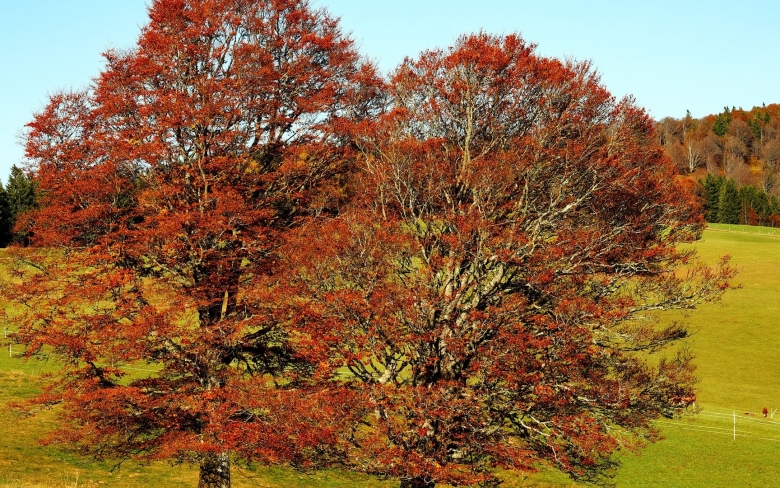 Листопадные деревья