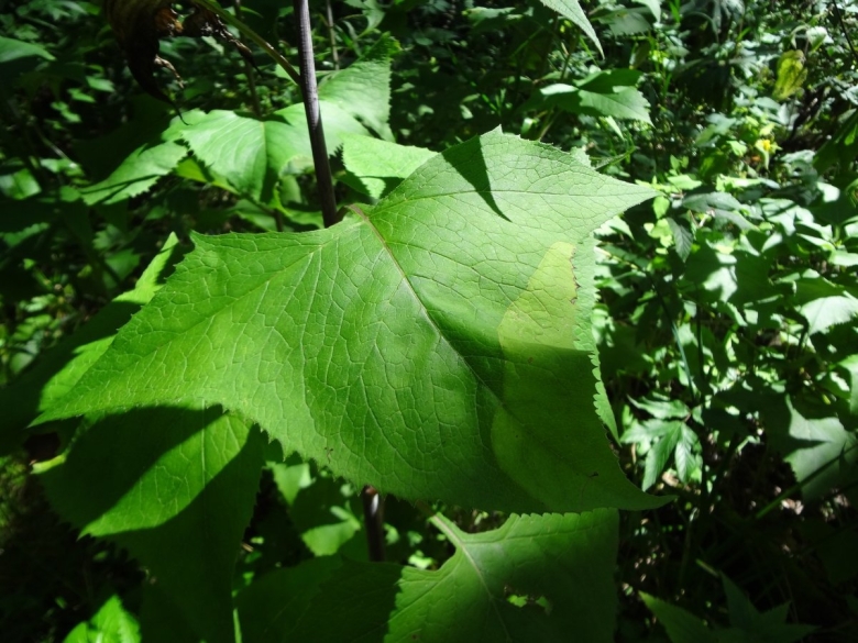 Какалия копьевидная