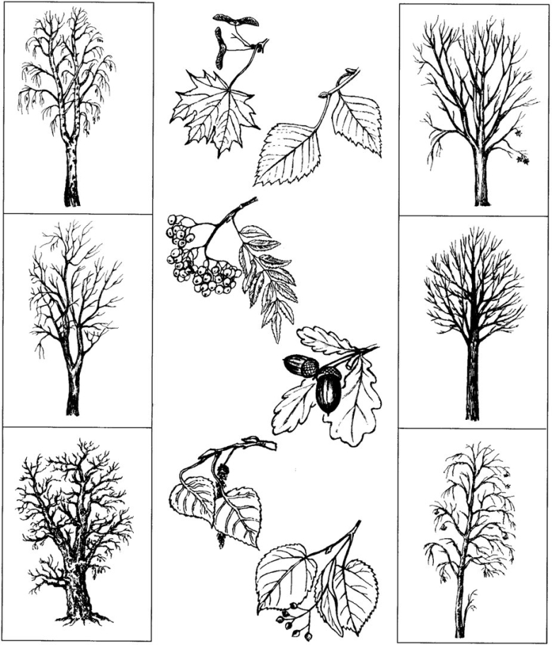 Лиственные деревья задания для дошкольников