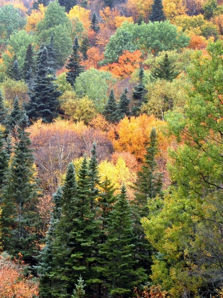 Хвойно широколиственные леса Северной Америки