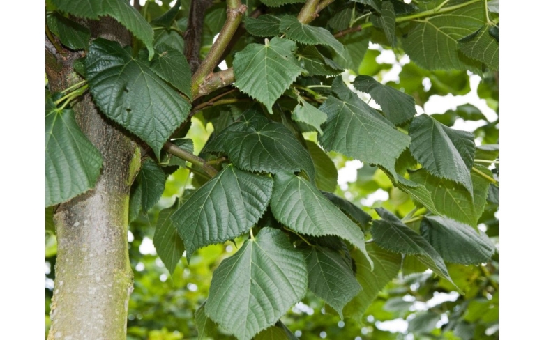 Липа крупнолистная (platyphyllos)