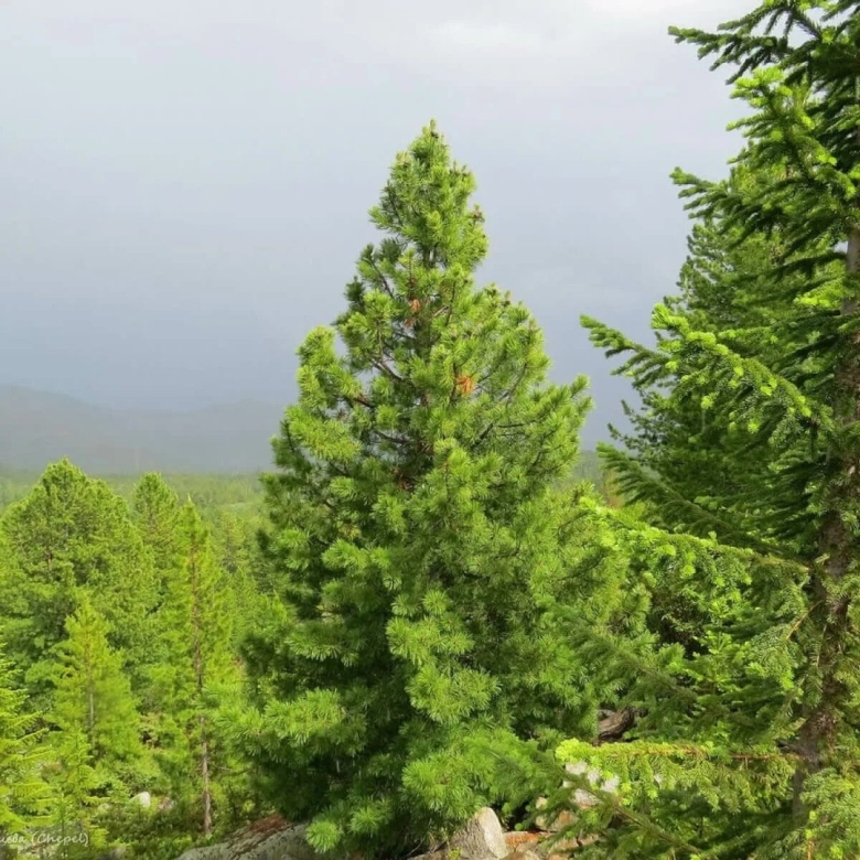 Сосна кедровая сибирская сибирский кедр