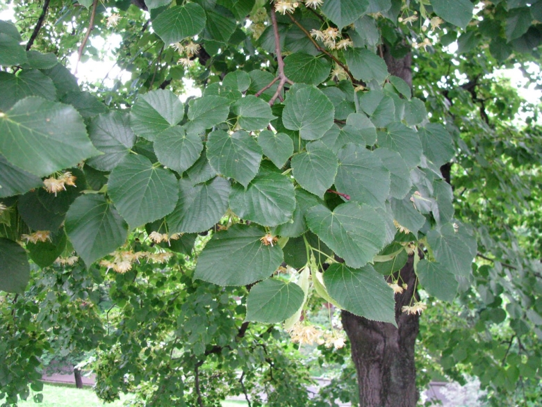 Липа мелколистная сердцевидная