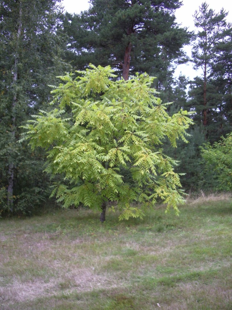 Орех маньчжурский juglans mandshurica