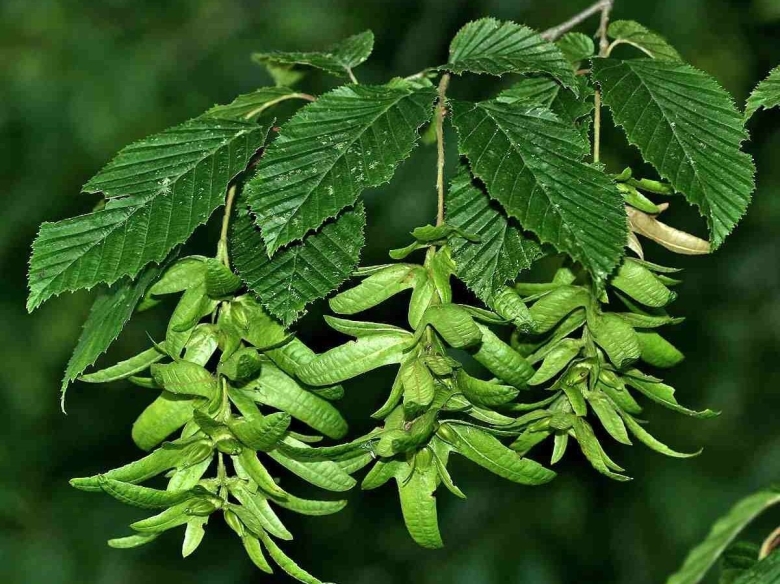 Граб кавказский Carpinus Caucasica