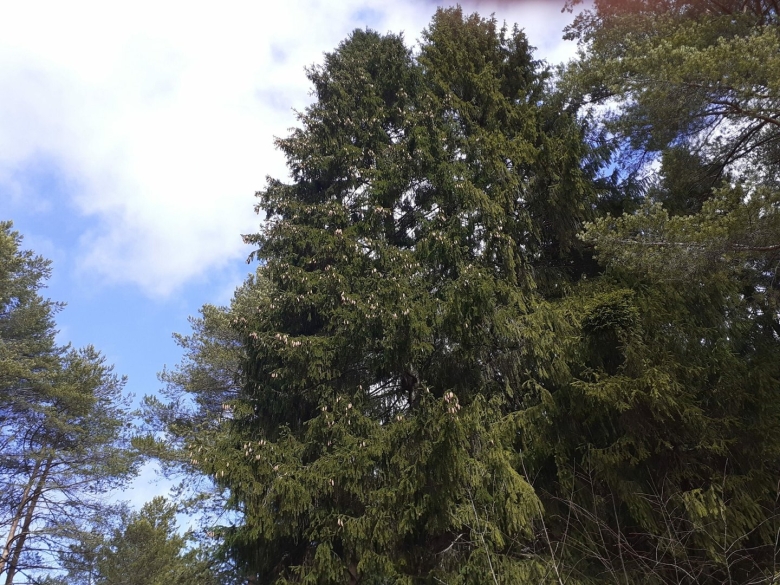 Деревья урала