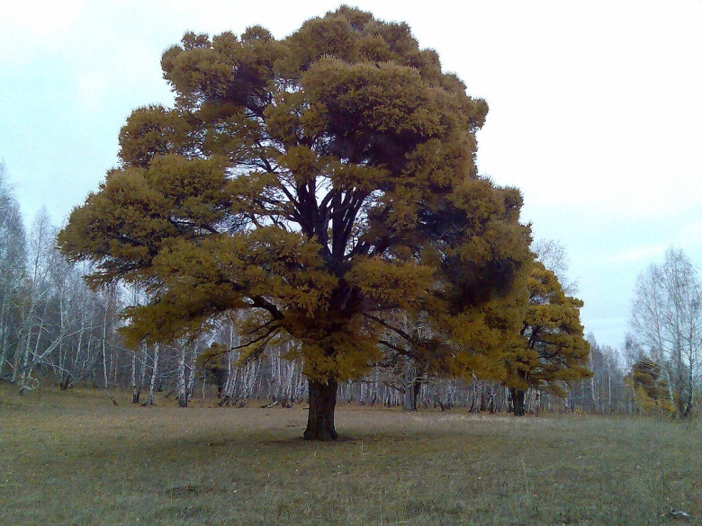 Кужановские лиственницы Абзелиловский