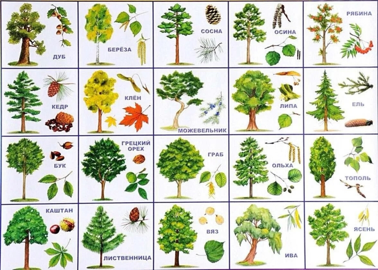 Дидактическая игра с какого дерева листок