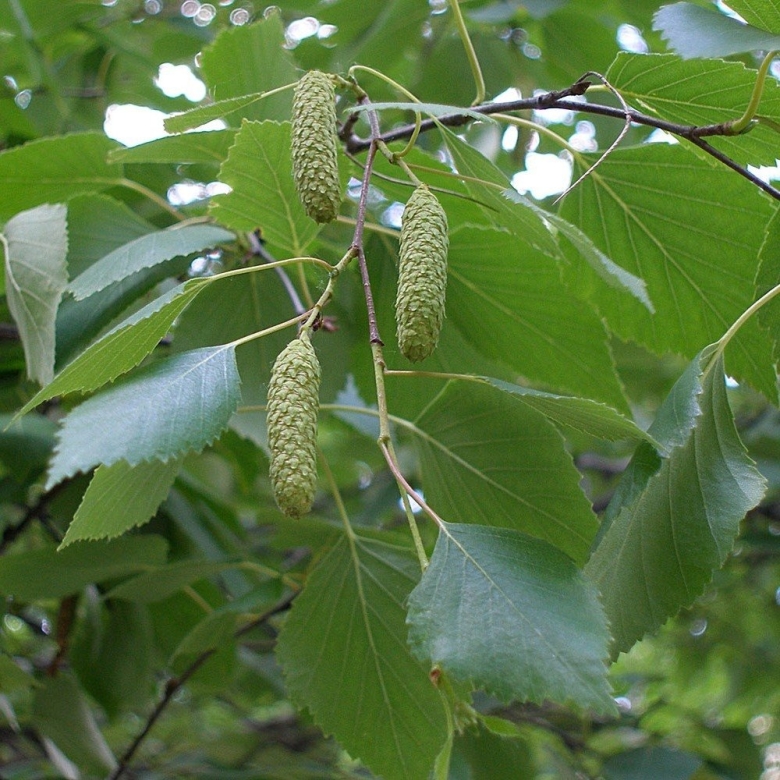 Береза повислая бородавчатая