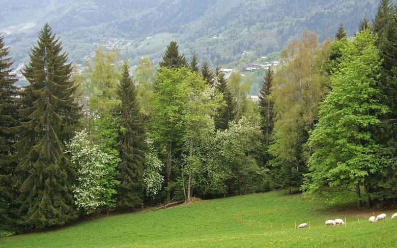 Смешанные и широколиственные леса Франции