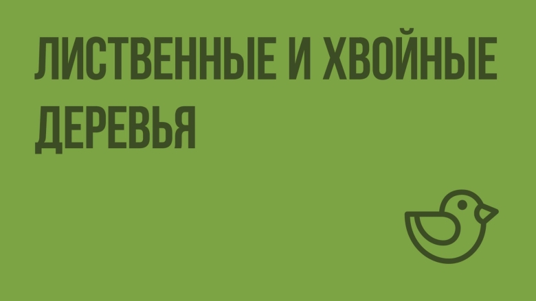 Дерево хвойное