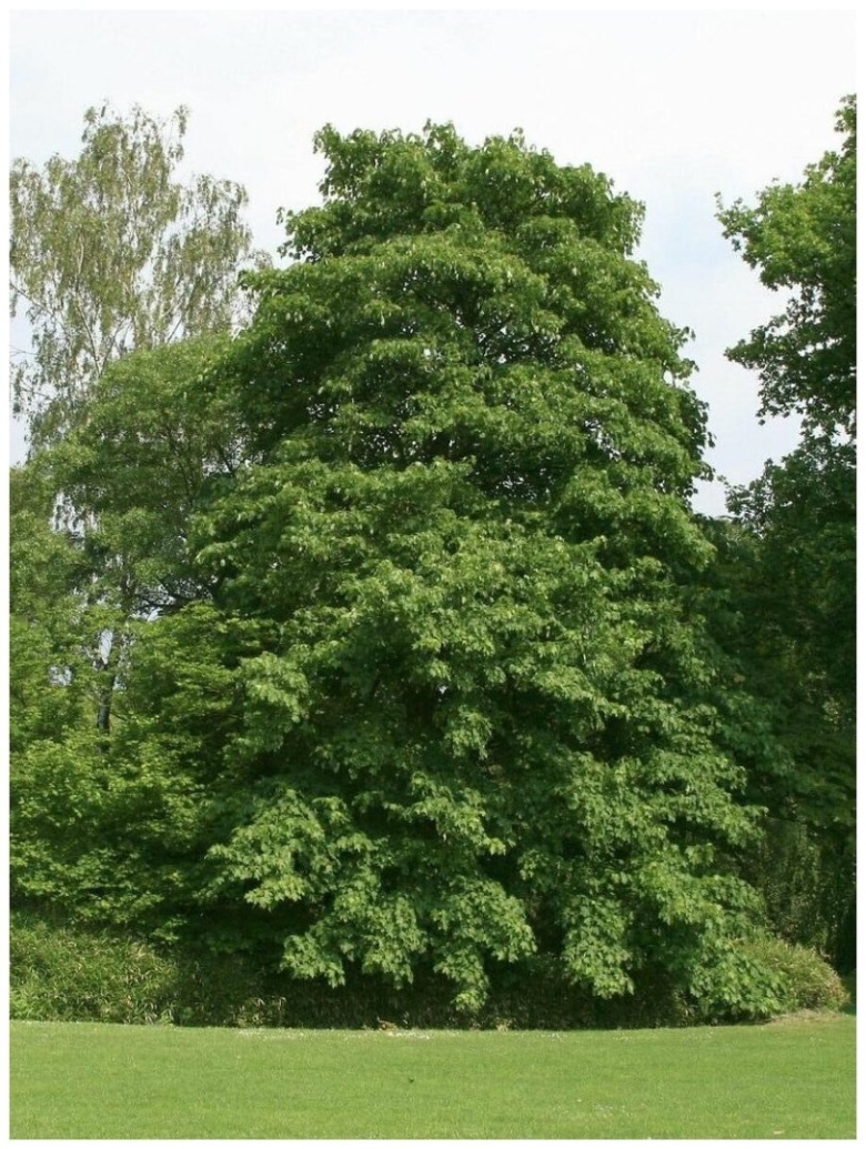 Клен величественный