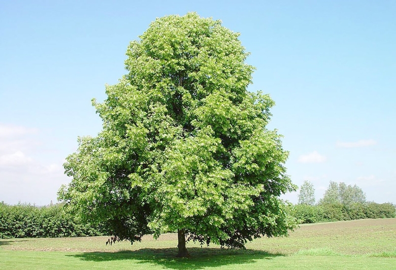 Липа мелколистная дерево