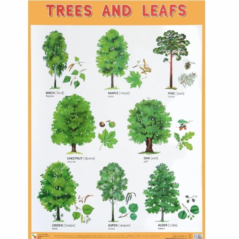 Лиственные деревья для детей