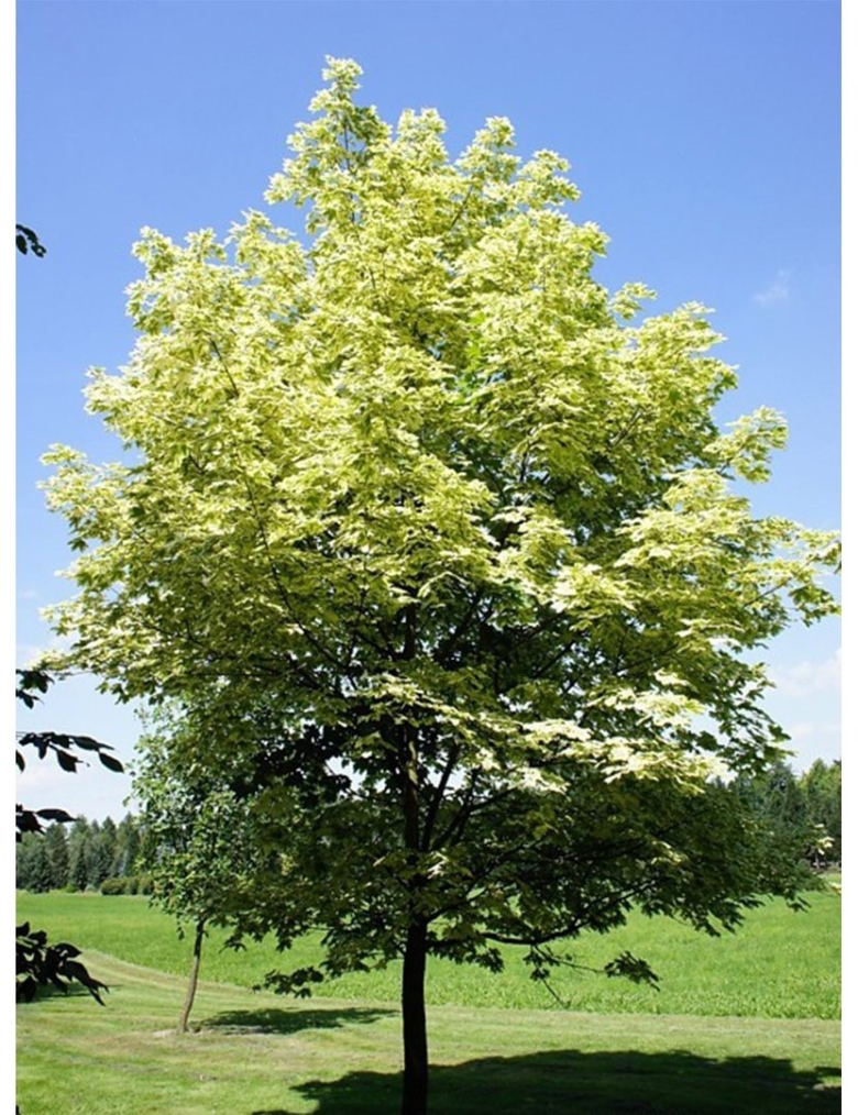 Клён остролистный drummondii