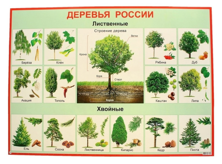 Лиственные деревья названия