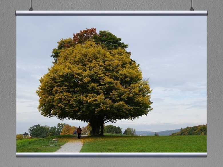 Клен Глобозум осенью