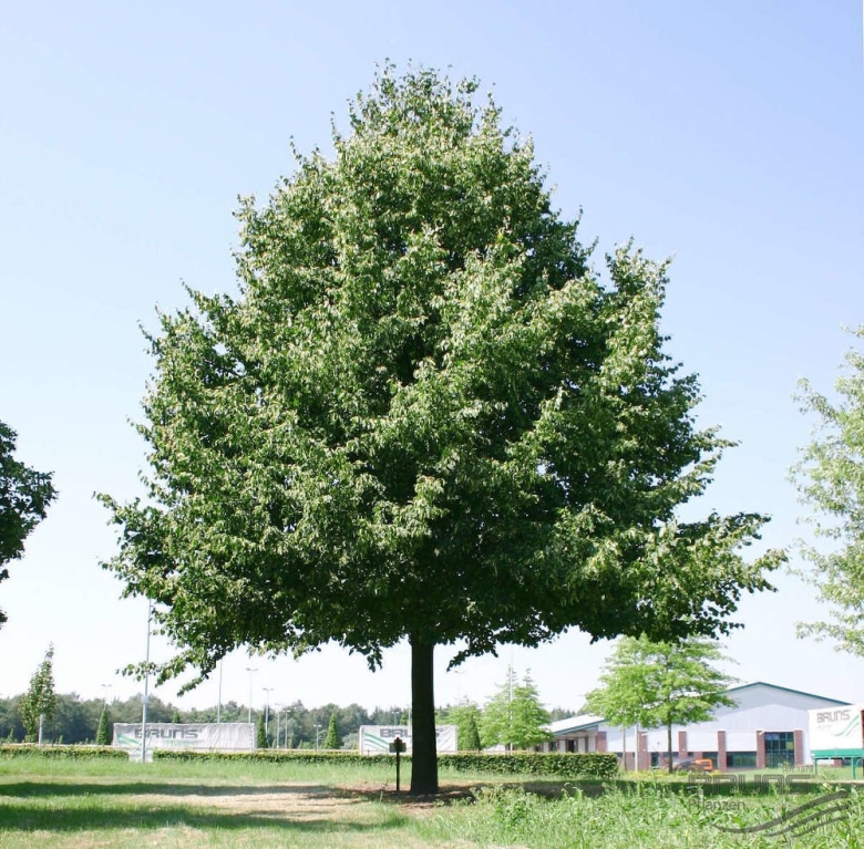 Липа мелколистная Паллида