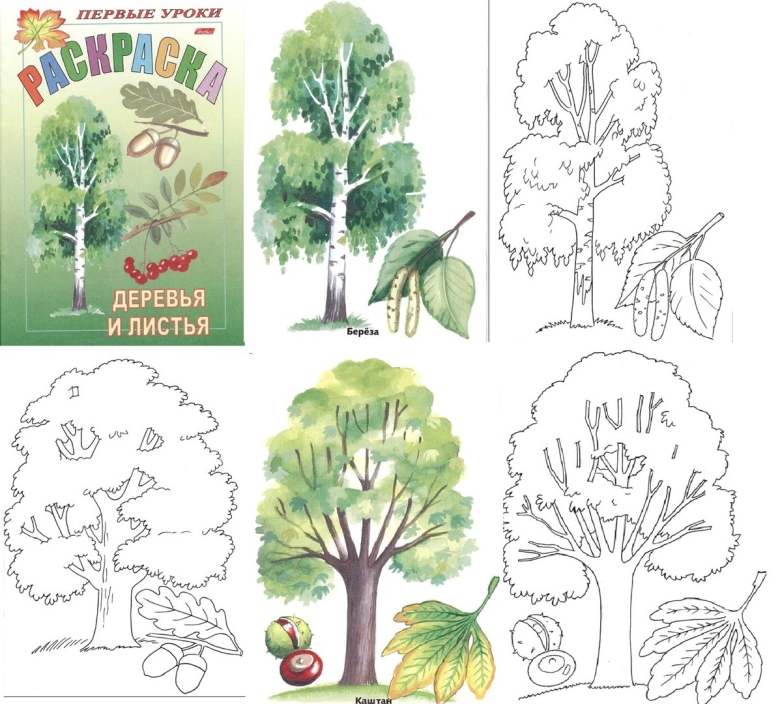 Деревья для дошкольников