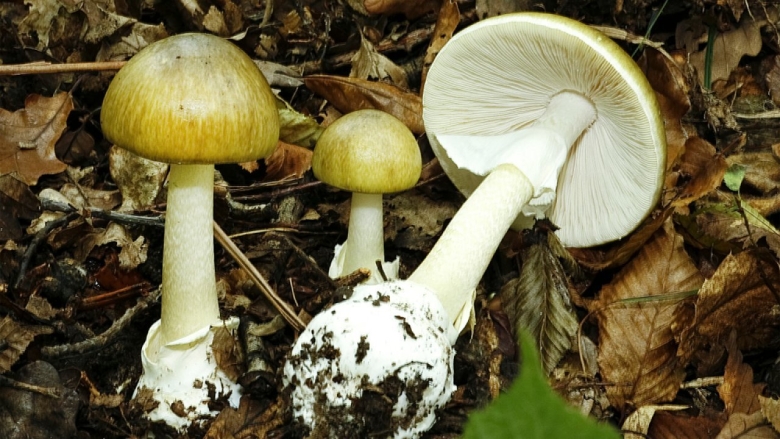 Amanita phalloides гриб