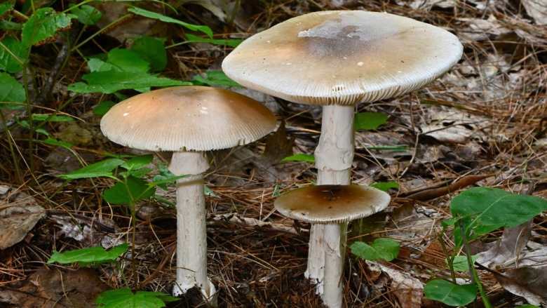Dead cap Mushroom