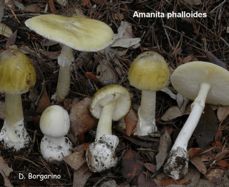 Amanita phalloides гриб