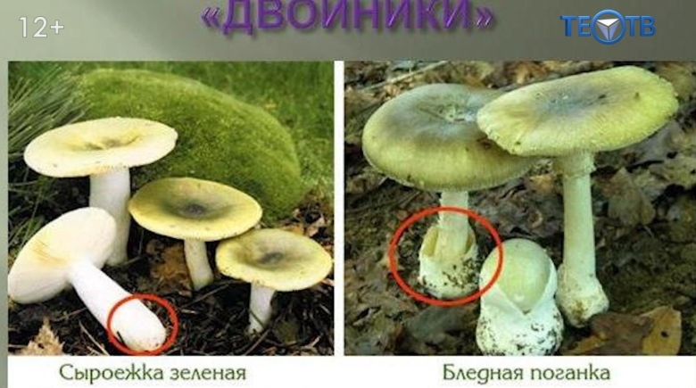 Сыроежка зелёная ядовитый двойник