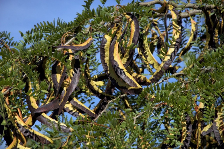 Ceratonia Siliqua рожковое дерево