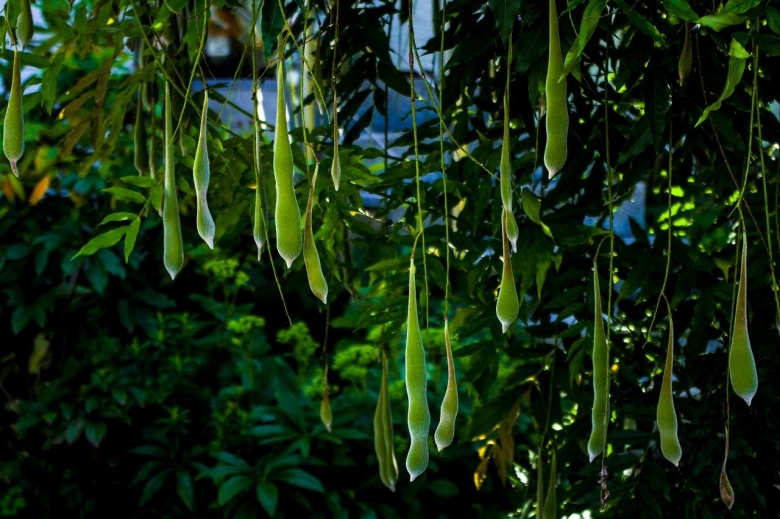 Южная Акация стручковая фасоль