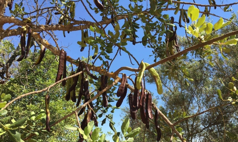 Рожковое дерево ствол