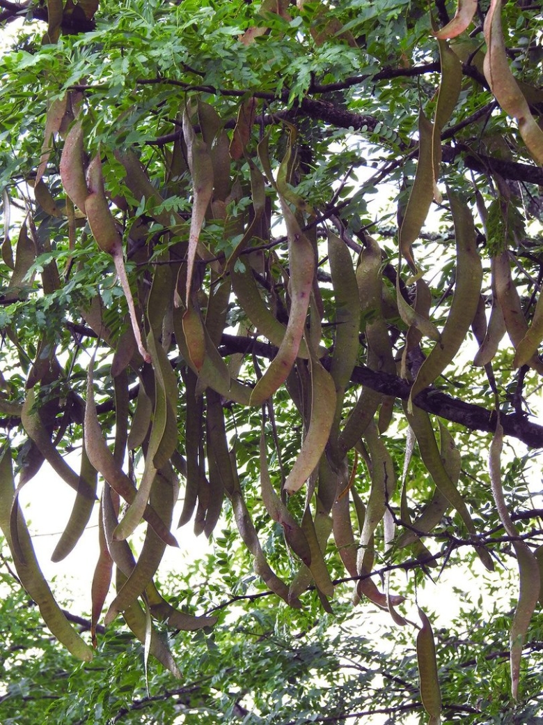 Гледичия трёхколючковая дерево