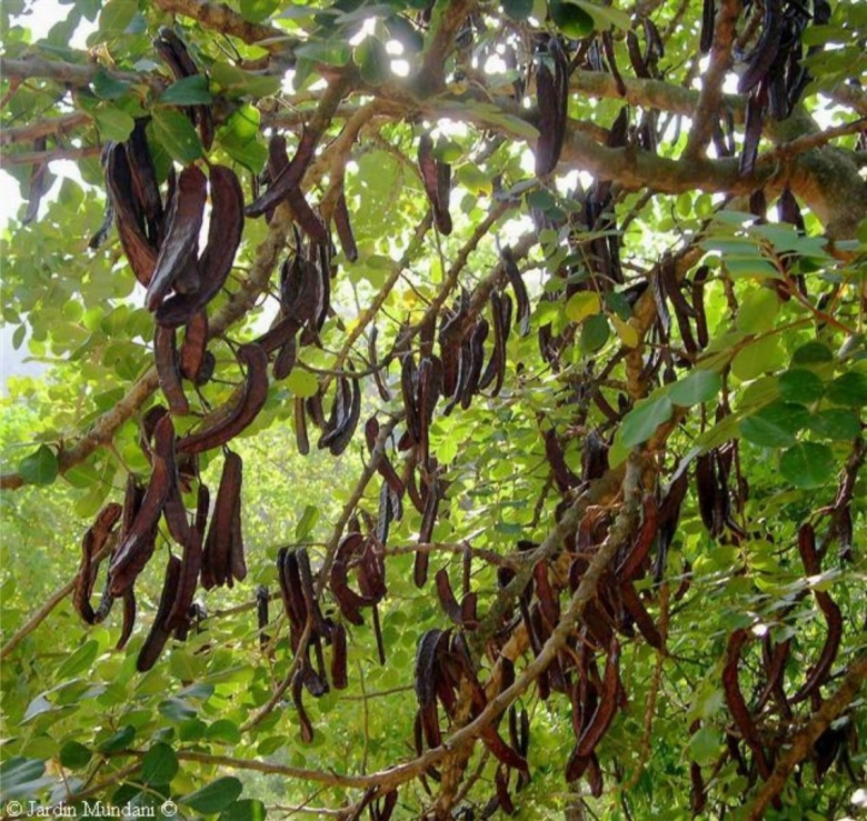Цератония стручковая рожковое дерево