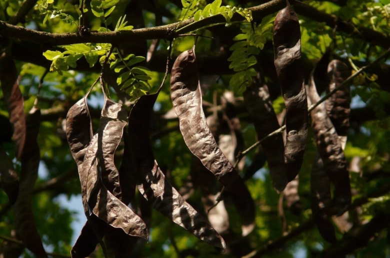 Цератония стручковая рожковое дерево