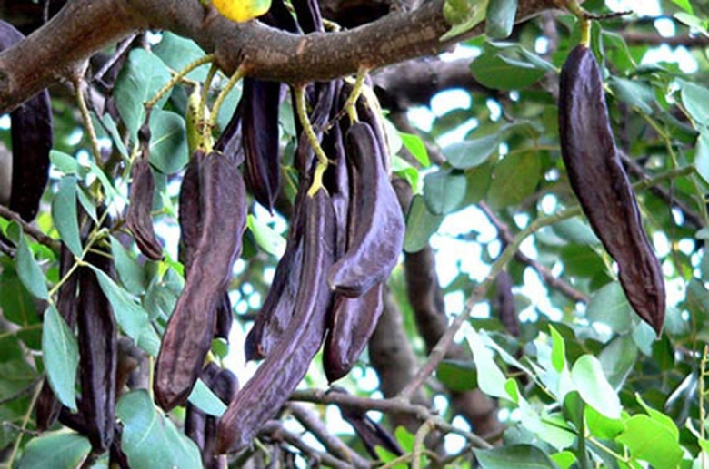 Кэроб рожковое дерево