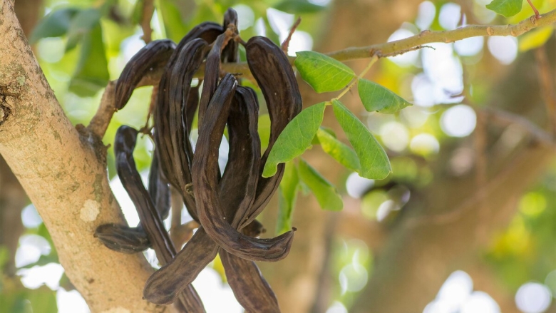 Цератония рожковое дерево