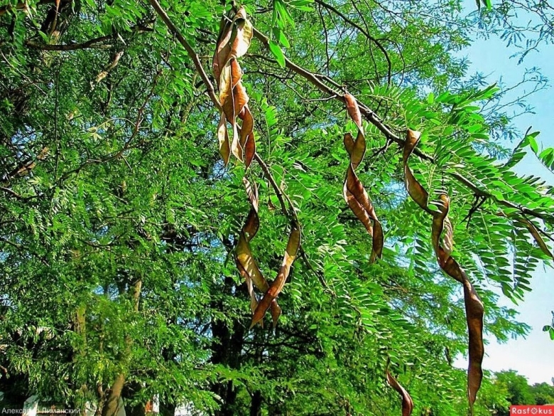 Дерево белая Акация стручки