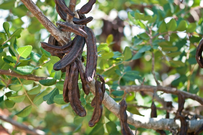 Цератония стручковая рожковое дерево