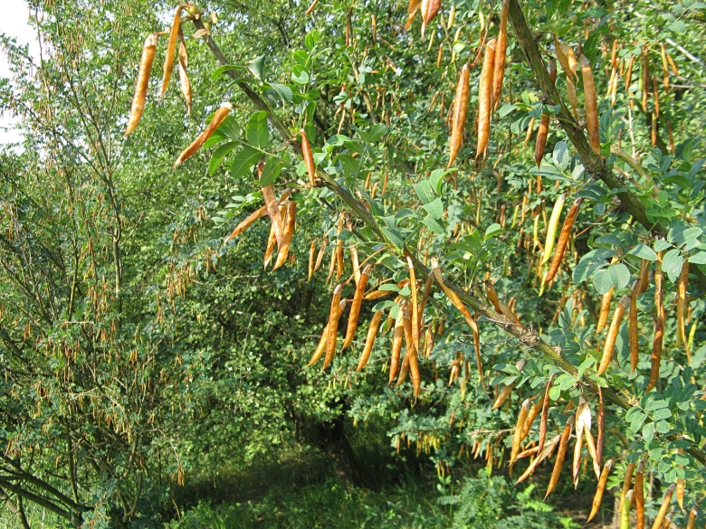 Катальпа обыкновенная стручки