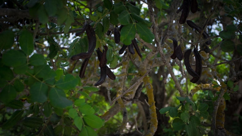 Цератония стручковая рожковое дерево
