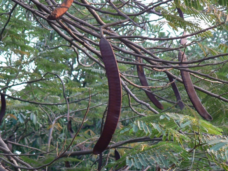 Делоникс Королевский стручки