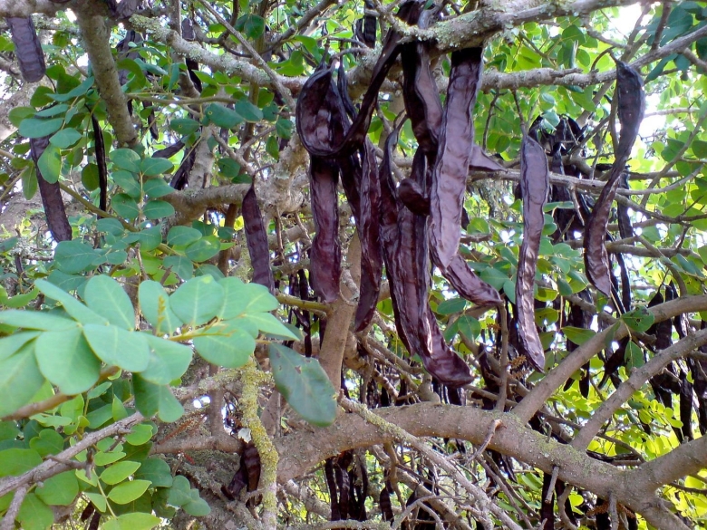 Рожковое дерево Цареградский стручок
