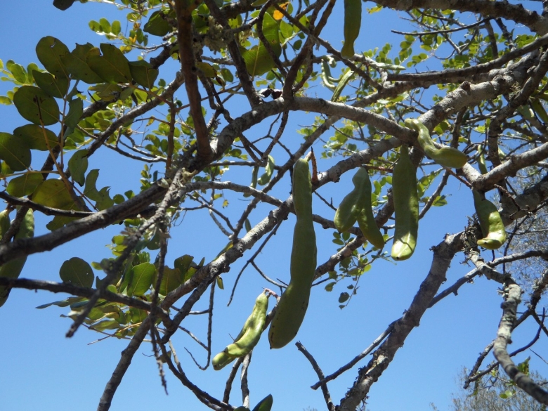 Ceratonia siliqua рожковое дерево